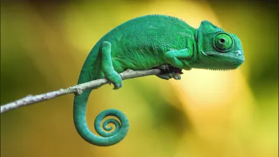 Обои хамелеон, chameleon, 4k, Животные #14988 картинки