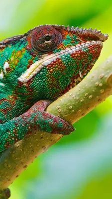 Обои Хамелеон, взгляд, цвета, Chameleon, look, Colorful, Животные #12308 -  Страница 4 картинки