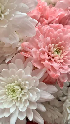 Хризантемы | Flower aesthetic, Flower phone wallpaper, Beautiful flowers  wallpapers картинки