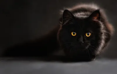 Обои Взгляд, Глаза, Серый Фон, Black, Cat, Черный Кот картинки на рабочий  стол, раздел кошки - скачать картинки