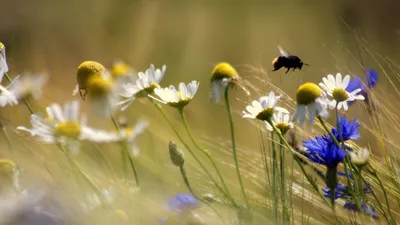 Обои Полевые цветы, шмель, размыто фон 3840x2160 UHD 4K Изображение картинки