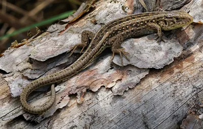 Обои ящерица, прыткая ящерица, lacerta agilis картинки на рабочий стол,  раздел животные - скачать картинки