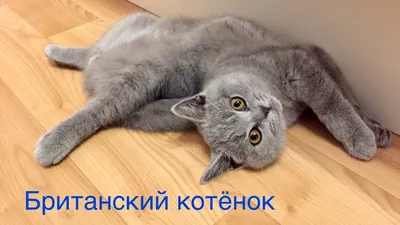 БРИТАНСКИЙ КОТЕНОК 4 месяца. ПОВЕДЕНИЕ британского котенка - как это было /  British cat HARRY - YouTube картинки