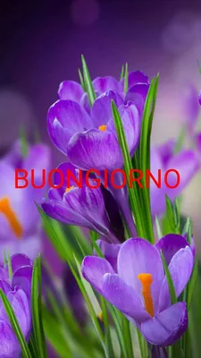 Buongiorno | Purple flowers, Flowers instagram, Beautiful flowers картинки