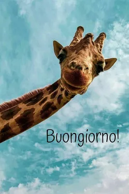 Pin by Stefania Vida on Buongiorno | Giraffe, Funny wallpaper, Wallpaper картинки