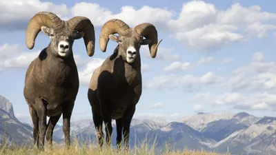 Фон рабочего стола где видно горный баран, горы, небо, дикие животные,  mountain sheep, mountain, sky, wild animals картинки