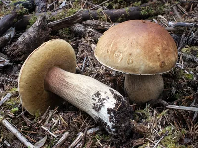 Белый гриб (Boletus edulis) фото и описание картинки