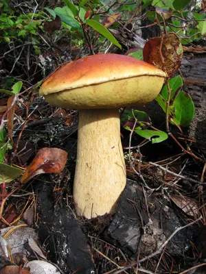 Белый гриб (Boletus edulis) фото и описание картинки