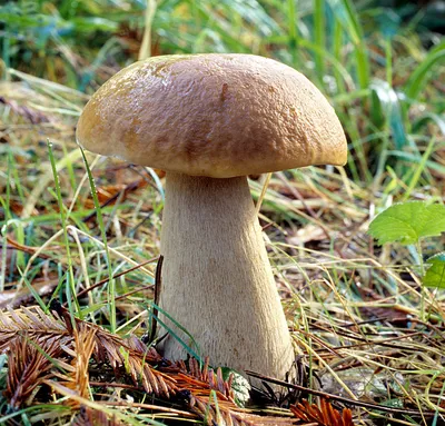 Белый гриб (Boletus edulis) фото и описание картинки