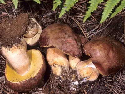 Белый гриб сосновый (Boletus pinophilus) фото и описание картинки