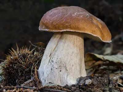 Белый гриб (Boletus Edulis) замороженный - Njordas картинки