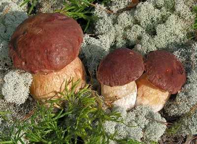 Белый гриб сосновый (Boletus pinophilus) фото и описание картинки