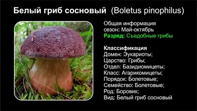 Белый гриб сосновый (Boletus pinophilus) - YouTube картинки