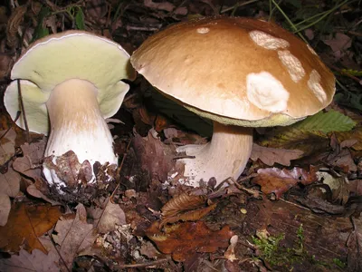 Белый гриб (Boletus edulis) фото и описание картинки