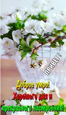 Весеннее 🌸🍃🌞🌿🌸 Утро доброе! | Доброе утро, Утренние цитаты, Смешные  открытки картинки