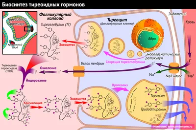 Тиреоидные гормоны — Википедия картинки