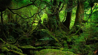 Обои Деревья во мху, картинки - Обои для рабочего стола Деревья во мху фото  из альбома: (природа) картинки