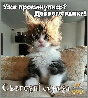 Pin by Соломія on Доброго ранку | Cats, Animals, Humor картинки