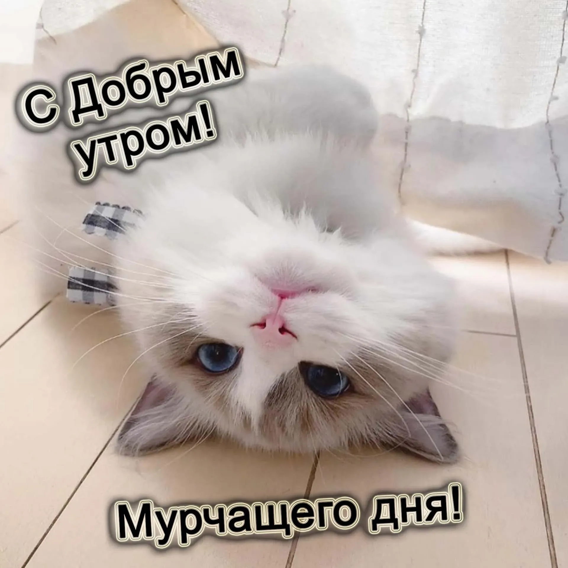 Доброе утро с котиками
