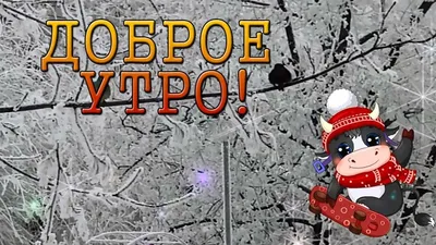 Доброе утро! Хорошего Дня. С Добрым утром Бычок! Доброе январское утро ! -  YouTube картинки