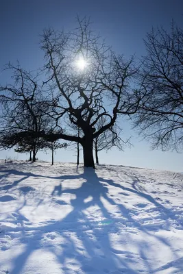 зимнее солнцестояние фото 2 | Winter trees, Stock images free, Public  domain images картинки