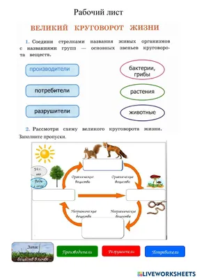 Великий круговорот жизни worksheet картинки