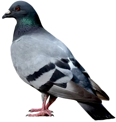 Фотография голубь без фона в png формате картинки
