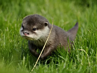 Baby otters, Baby animals, Otters cute картинки