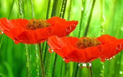 Poppies in the Rain картинки