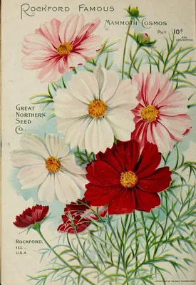 Heaveninawildflower | Vintage seed packets, Vintage flowers, Flower seeds  packets картинки