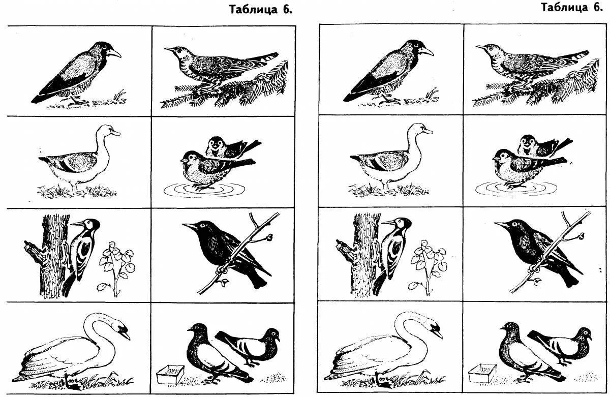 перелетные и зимующие птицы картинки с названиями