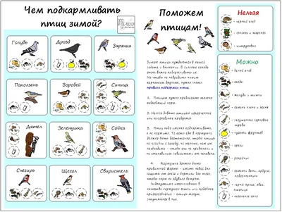 Как правильно кормить птиц зимой? Скачать плакат для распечатки - tavika.ru картинки