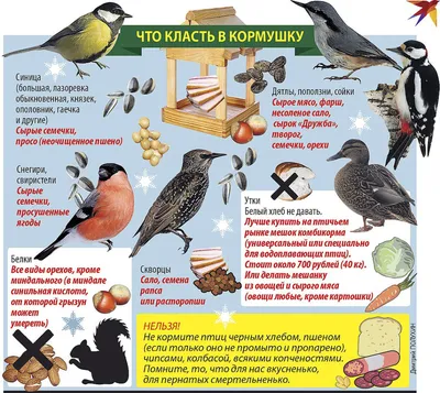 ПОКОРМИТЕ ПТИЦ ЗИМОЙ картинки