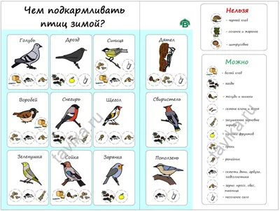 Как правильно кормить птиц зимой? Инфографика :: Это интересно! | Лэпбук,  Лэпбуки, Следы животных картинки