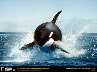 Косатки (лат. Orcinus orca) – Интересные животные картинки