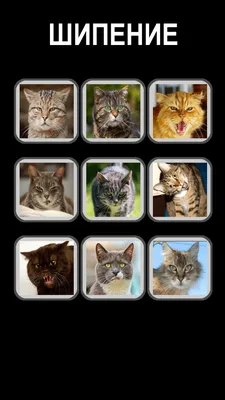 Звуки кошек, котов и котят: мяуканье, урчание – скачать приложение для  Android – Каталог RuStore картинки