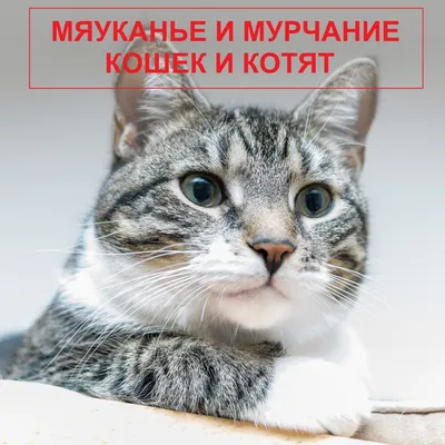 Мурчание кошек и котят — слушать онлайн бесплатно на Яндекс Музыке в  хорошем качестве картинки