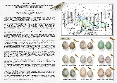 Приоритетные экологические популяции обыкновенной кукушки в Северной Азии картинки