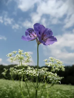 Фон рабочего стола где видно полевые цветы, лето, небо, природа, обои,  wildflowers, summer, sky, nature, wallpaper картинки