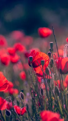 Обои Маки, красные цветы, Poppy, Red Flower, Summer, 4K, 5K, Природа #18561 картинки