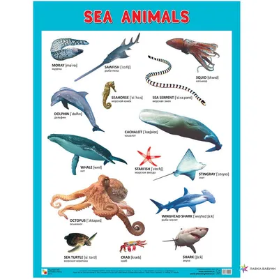 Плакаты (англ). Sea Animals (Морские обитатели), , Мозаика-Синтез купить  книгу 978-5-43151-009-0 – Лавка Бабуин, Киев, Украина картинки