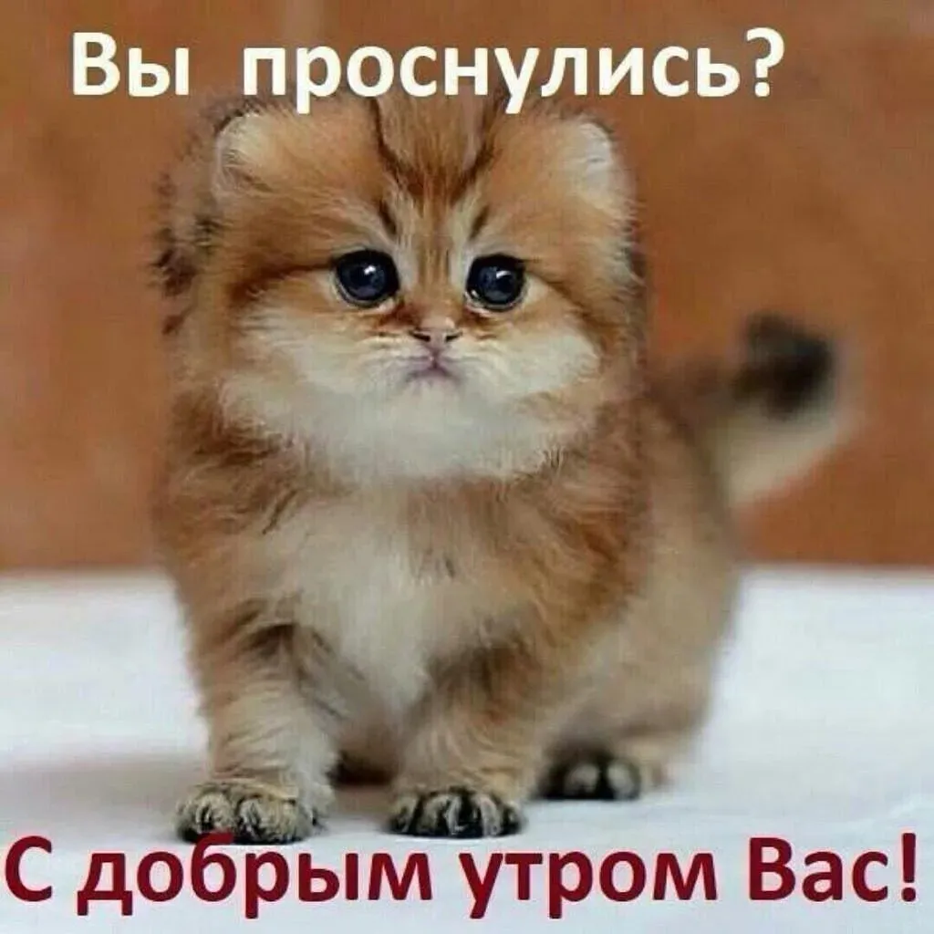 С добрым утром картинки с кошечками