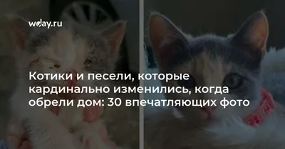 До и после: 30 фото котиков и песелей, которые кардинально изменились,  когда обрели хозяев | WDAY картинки