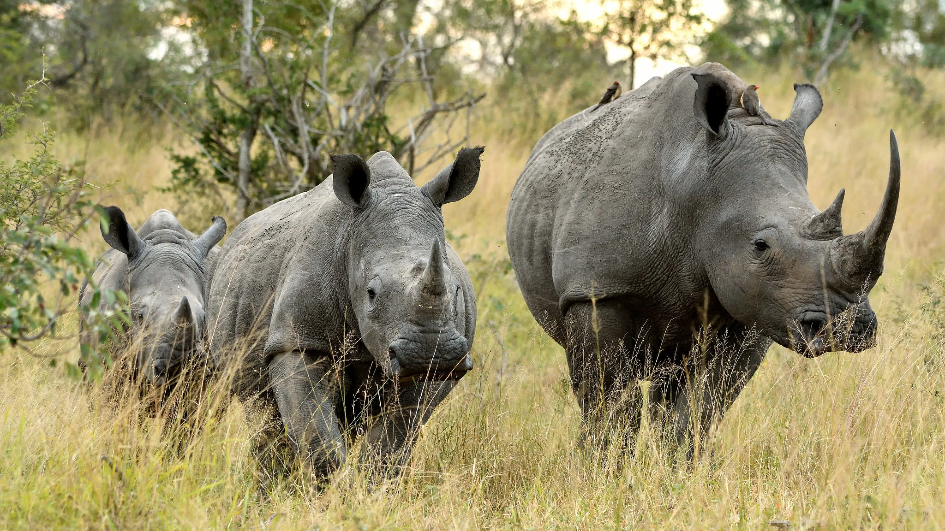 Страна носорогов. Двурогий носорог. Африканский двурогий носорог. Носорог в саванне. Африканский черный носорог.