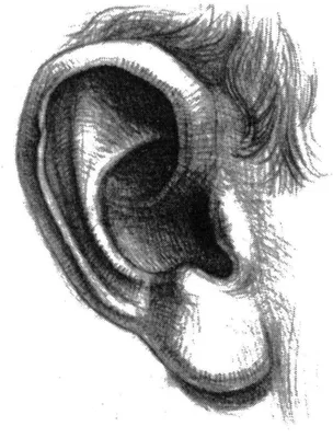 Рисунок деталей головы. Учимся правильно рисовать уши человека карандашом  поэтапно. — Ghenadie Sontu Fine Art картинки