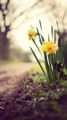 Обои Нарциссы, 5k, 4k, цветы, весна, природа, Daffodils, 5k, 4k wallpaper,  flowers, spring, nature, Природа #4159 картинки