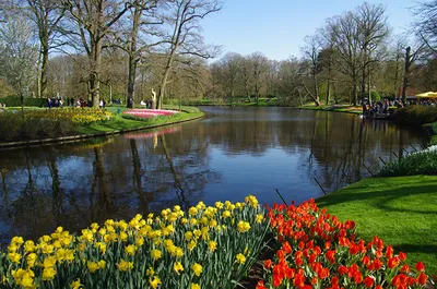 Картинки голландия Keukenhof Весна Природа Тюльпаны Пруд Парки картинки