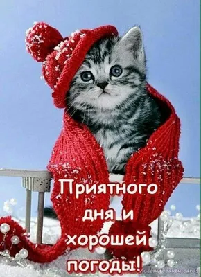 Pin by Нурлан Байкен on Доброе утро | Cat art, Cute animals, Cats and  kittens картинки