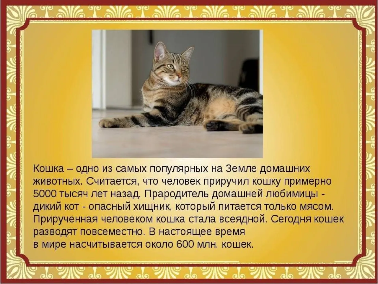 Текст описание про кошку 2 класс. Рассказ о домашних кошках. Расказо домашней кошке. Сообщение о домашних кошках. Рассказ про домашнее животное кота.
