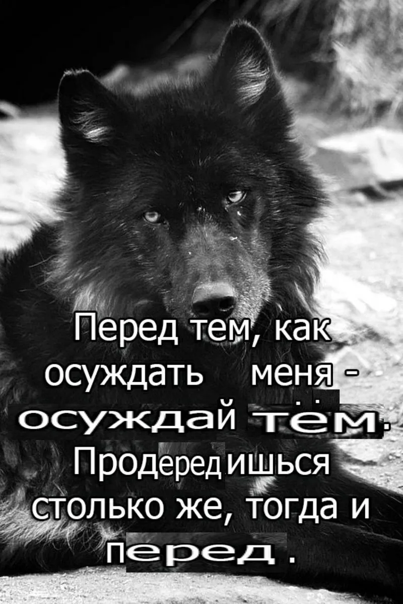 Цитаты про разных. Черный волк. Красивые цитаты. Красивый черный волк. Цитаты со смыслом.